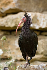 Northern bald ibis
