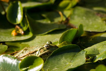 Frog between water lilies