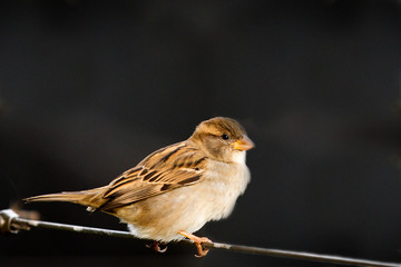 Sparrow