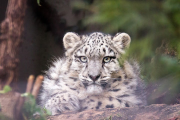 young snow leopard