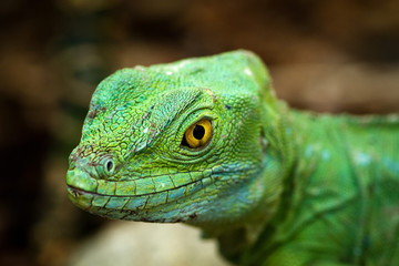 Head from a basilisk