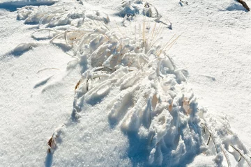 Foto auf Alu-Dibond Grass is snow at Francis Peak, Wasatch National Forest, Wasatch © Laurens