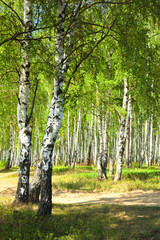 summer in sunny birch forest