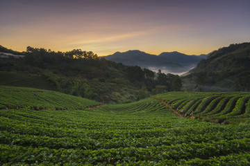 Landscape sunrise at strawberry garden Doi Ang Khang , Chiang Mai Thailand