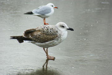 Seagulls