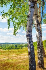 summer in sunny birch forest