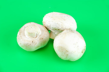 white mushroom isolated on green background