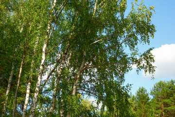 summer in sunny birch forest