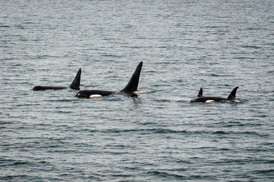 Orcas in the ocean