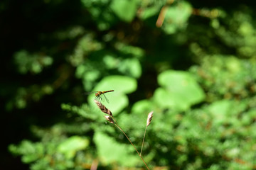 草の先端にトンボ