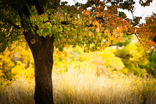 Fall in Capitol Reef Nat'l Park, Utah
