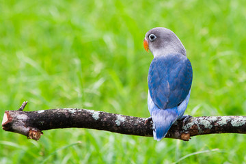 Blue lovebird standing on the perch on blurred garden background