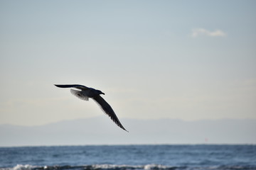 Fototapeta na wymiar 冬の海に飛翔するカモメのシルエット