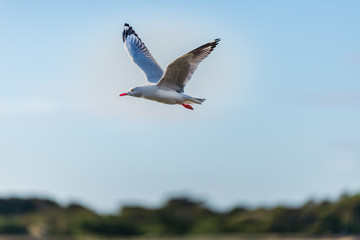 Bird in the great ocean road