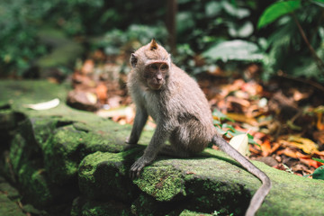 Monkey in the forest, Ubud, Bali