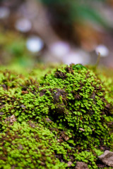 Moss grows in the forest, close up