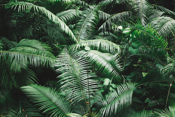 Naklejka na ściany i meble Tropical plants in the jungle, Indonesia, Bali