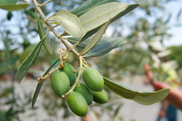 Growing green olives