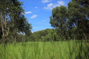 Grass and Melaleuca trees Wetland in Rayong Thailland