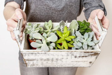 Woman holding box with succulents