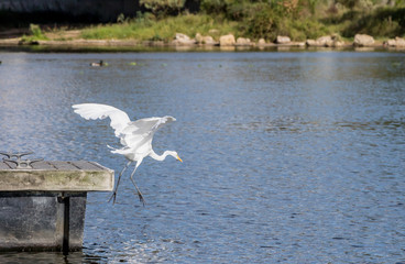 Great Egret Diving