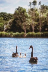 Wild Black Swan Family