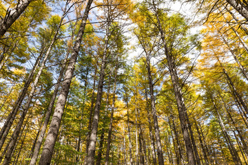 Beautiful forest in Autumn season