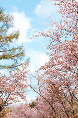 Fototapeta premium さくら 春 