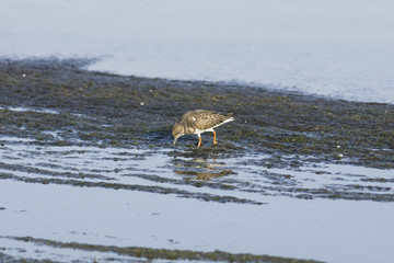 Ruddy Turnstone, Arenaria interpres, searching for food in seaweed at sea shoreline, close-up portrait, selective focus, shallow DOF