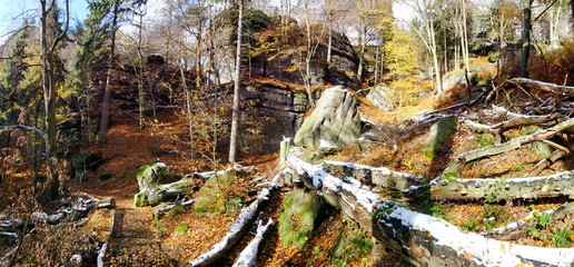 Fototapeta premium Forest near Pravcicka brana with fallen leaves on ground, National park Bohemian 