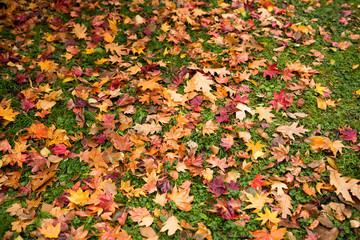 Autumn leaves on green lawn
