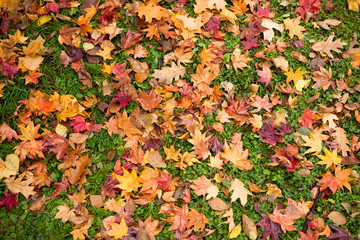 Maple leaves on green lawn