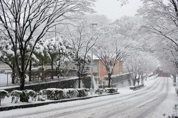 雪の降り積もる横浜の道と街路樹