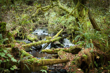 River at Munson Creek Falls, OR