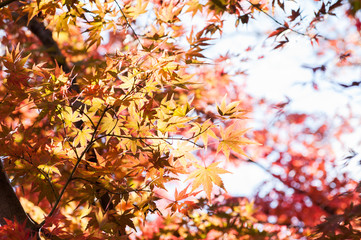 Red Maple leaves in Autumn season.Japan