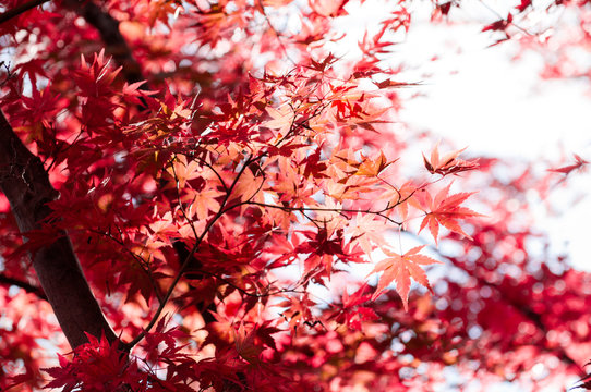 Red Maple leaves in Autumn season.Japan