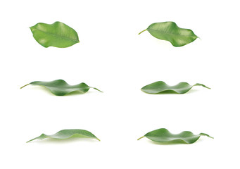 Leaves of green isolated