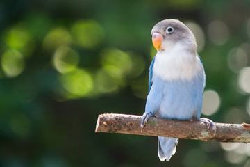 Fototapeta premium Gołąbek niebieski stojący na drzewie w ogrodzie na niewyraźne tło bokeh