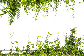 Ivy green with leaf on isolate white background