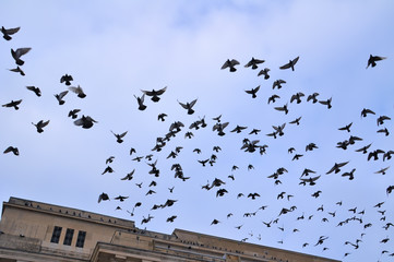 Fototapeta na wymiar Flock of flying pigeons