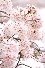 桜（ソメイヨシノ）