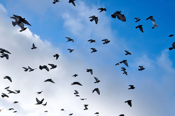 Flying pigeons in front of a blue sky