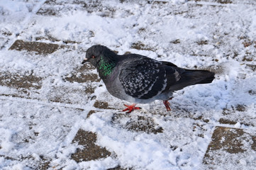 Profile view of a black pigeon