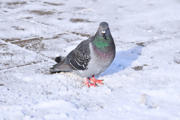 The pigeon is looking at us