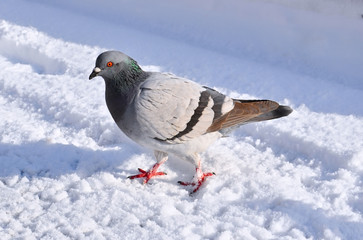 Profile view of a white pigeon