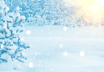 Winter landscape. The picturesque landscape with snow-covered pine trees in the sunlight.