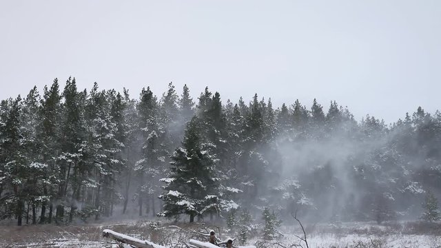 Winter forest pine forest wind with snow storm nature landscape beautiful tree winter christmas background