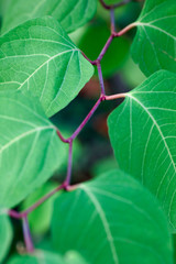 green leaves on a branch close-up