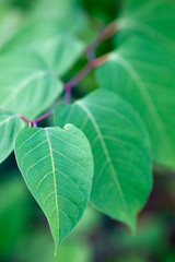 green leaves on a branch close-up