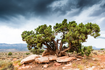 Tree at Grand Staircase Escalante National Monument